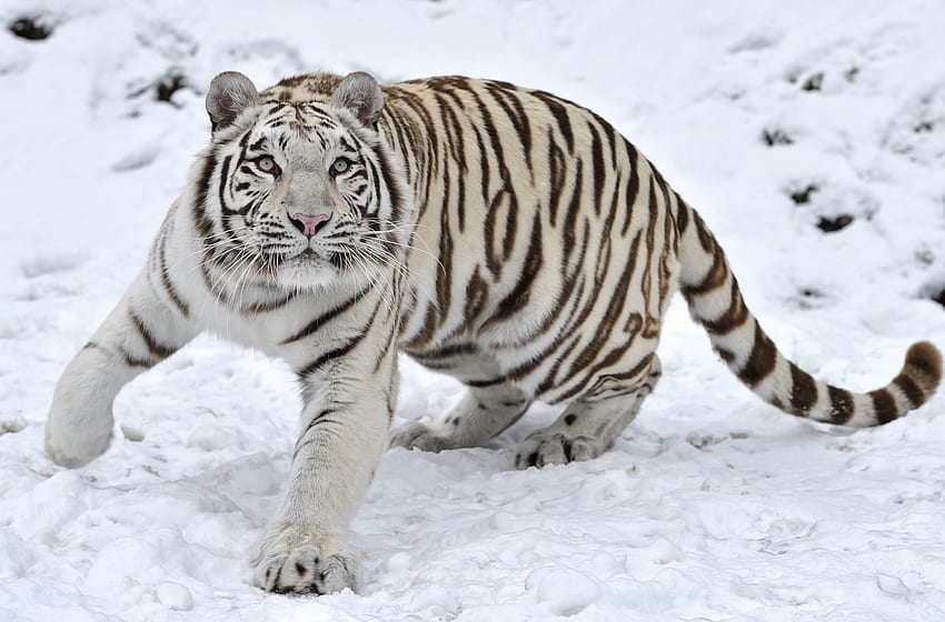 Zwierzęta, Zima, Śnieg, Tygrys, Albinos Tapeta HD