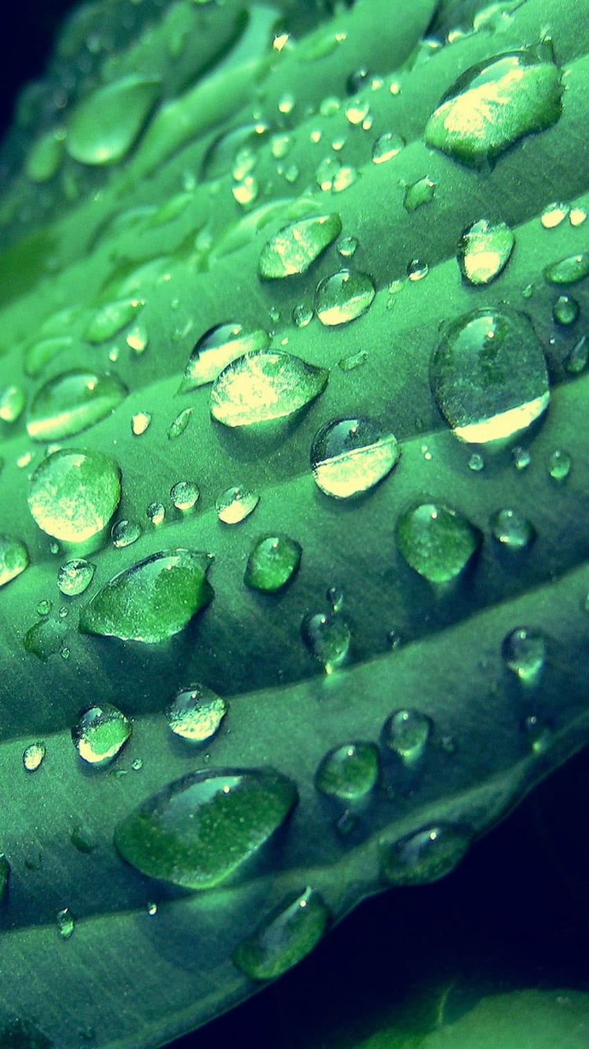 Gotas de rocío de la mañana verde iPhone 6 - fondo de pantalla del teléfono