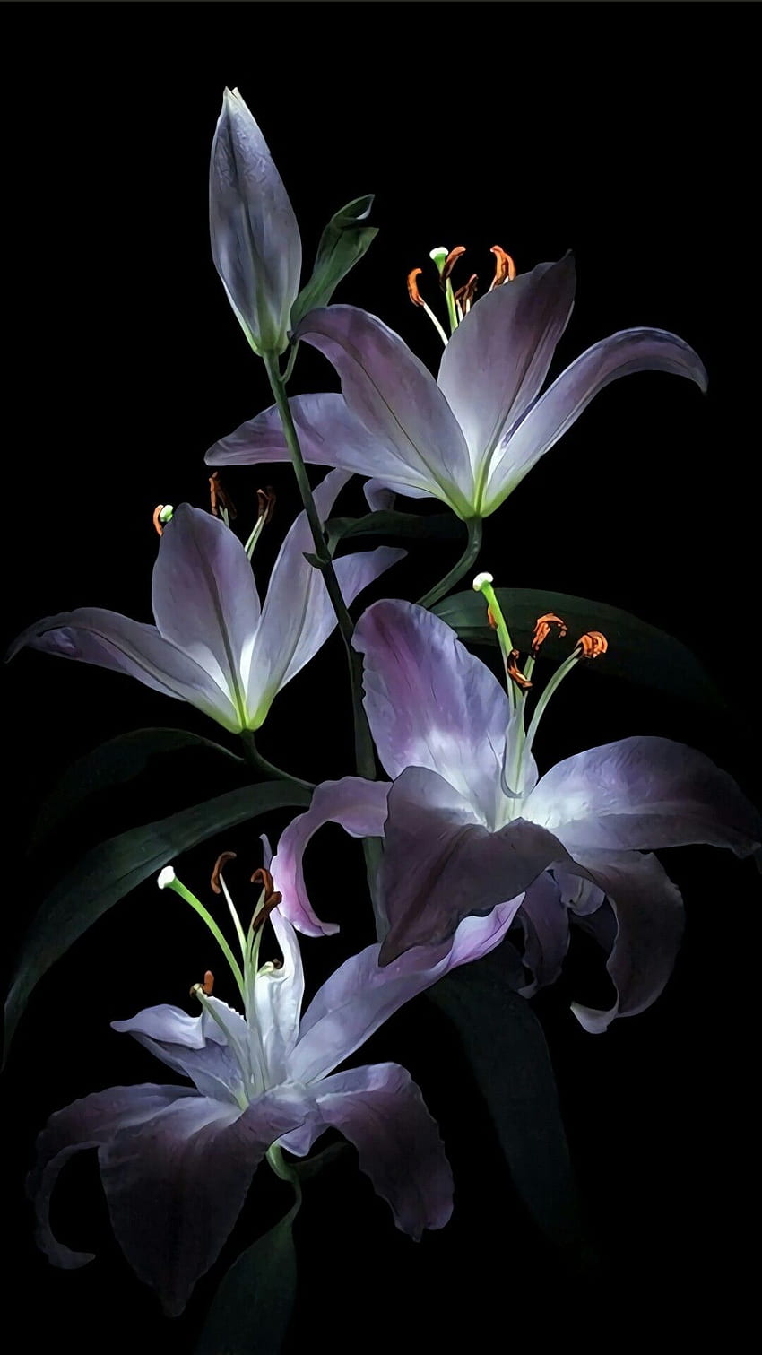 цвете, цъфтящо растение, лилия, растение, венчелистче, лилаво - iPhone цвете на лилия - и фон, лилии HD тапет за телефон
