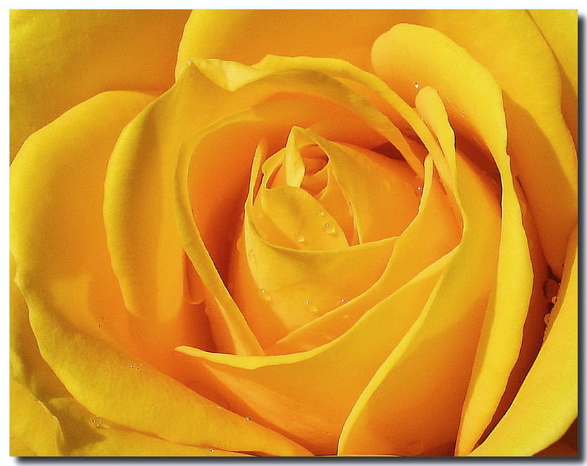 LOVE of yellow, rose, petals, yellow, flower, close up HD wallpaper