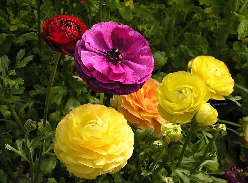 Ranunculus, garden, orange, pink, flower, green, yellow, red, nature HD wallpaper