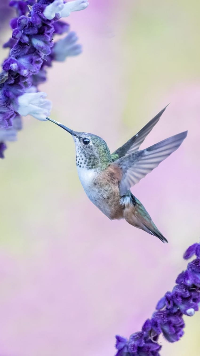 Flight, Flowers, Cute, Hummingbird, - Cute HD phone wallpaper