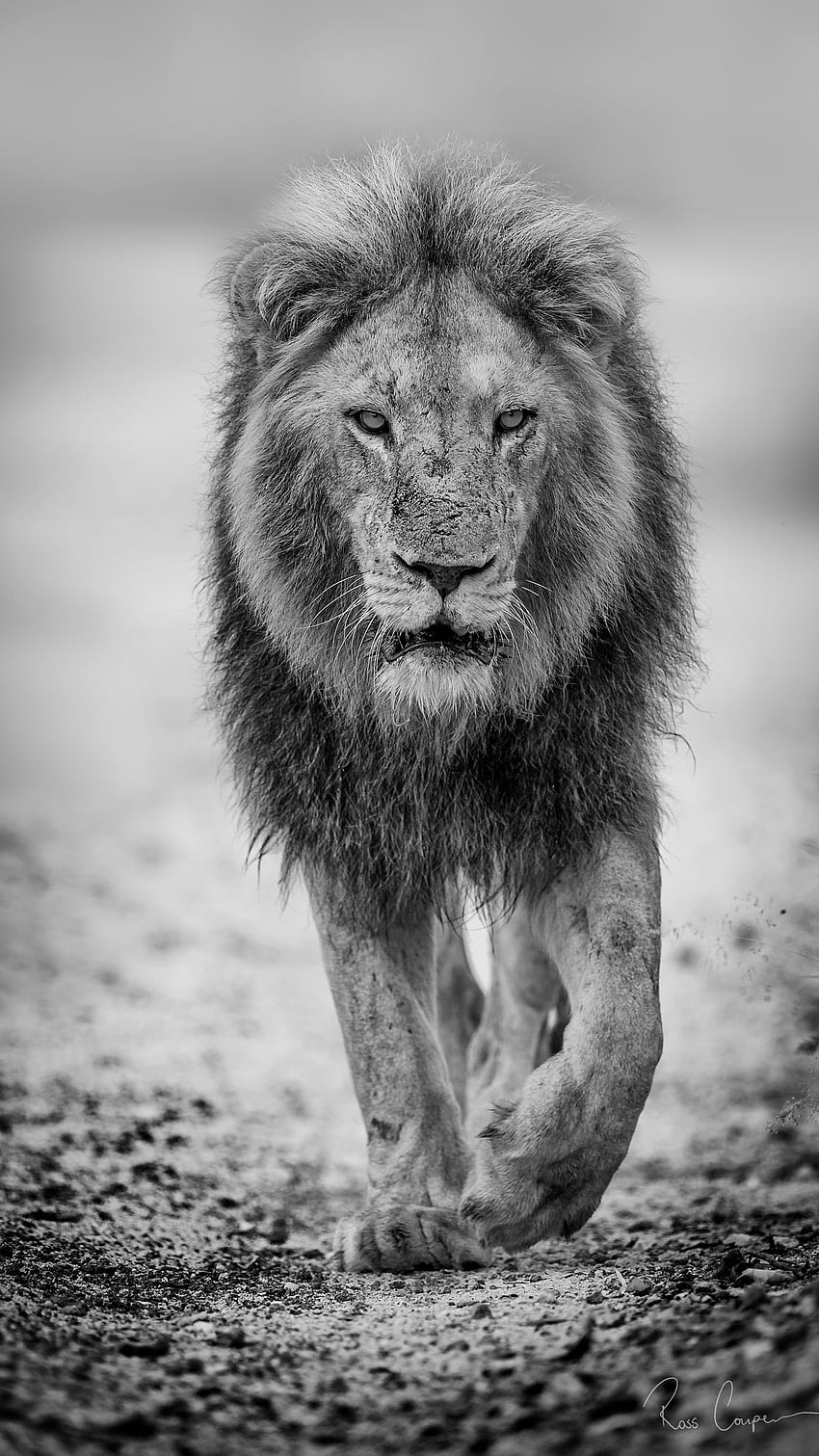Black Lion, Animal, Background HD phone wallpaper | Pxfuel