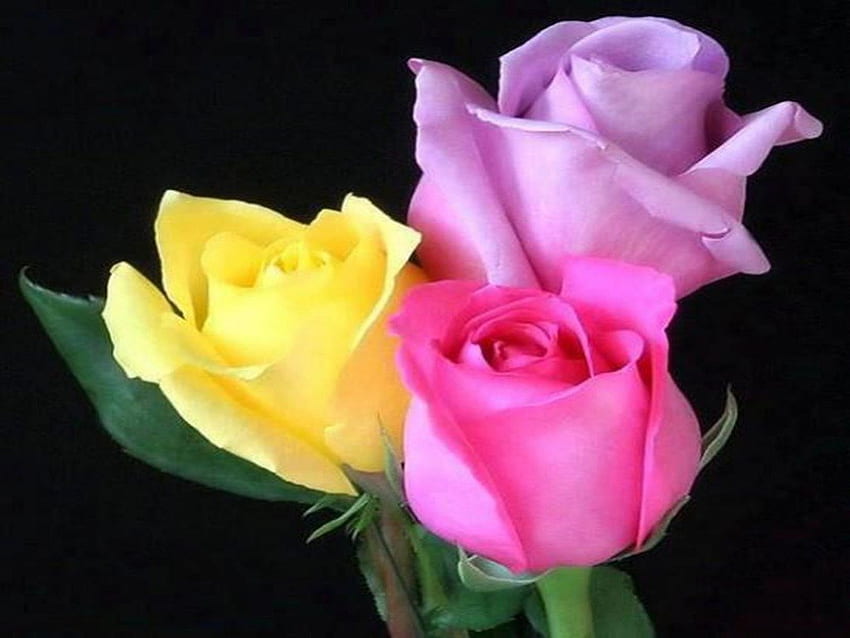 Colorful roses, purple, pink, roses, yellow, colors, beauty HD wallpaper