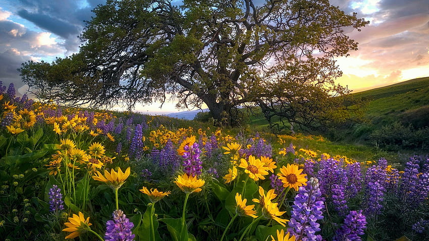 コロンビアヒルズ州立公園、ワシントン、花、木、アメリカ、フィールド、風景、色 高画質の壁紙