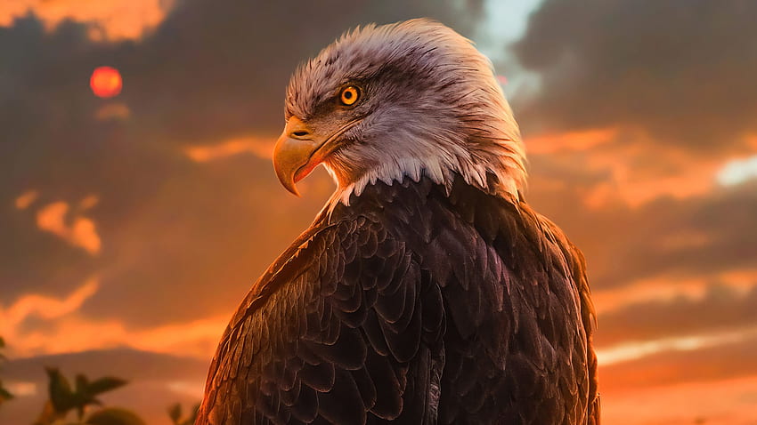 Adler - Hochwertiger Adler, cooler Adler HD-Hintergrundbild