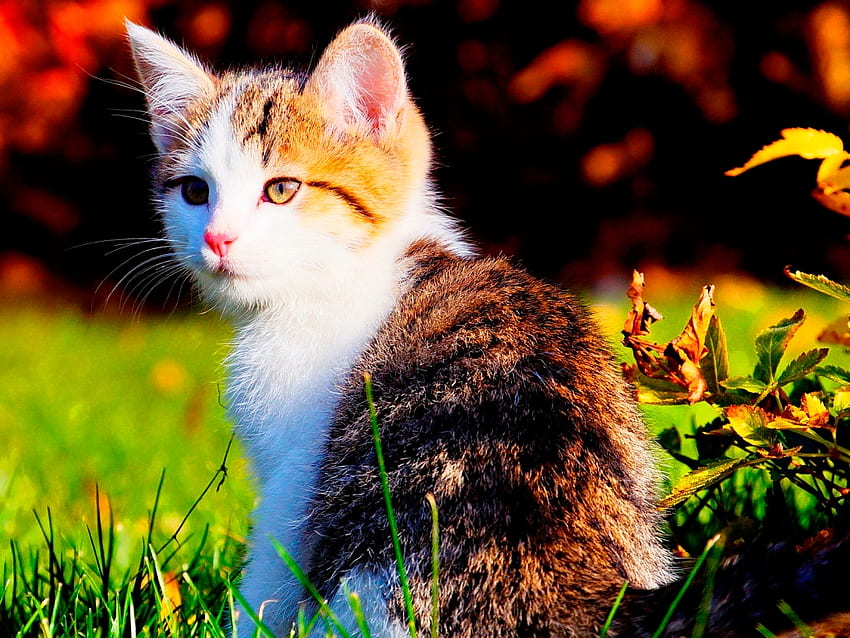 gato, bello, natura, color fondo de pantalla