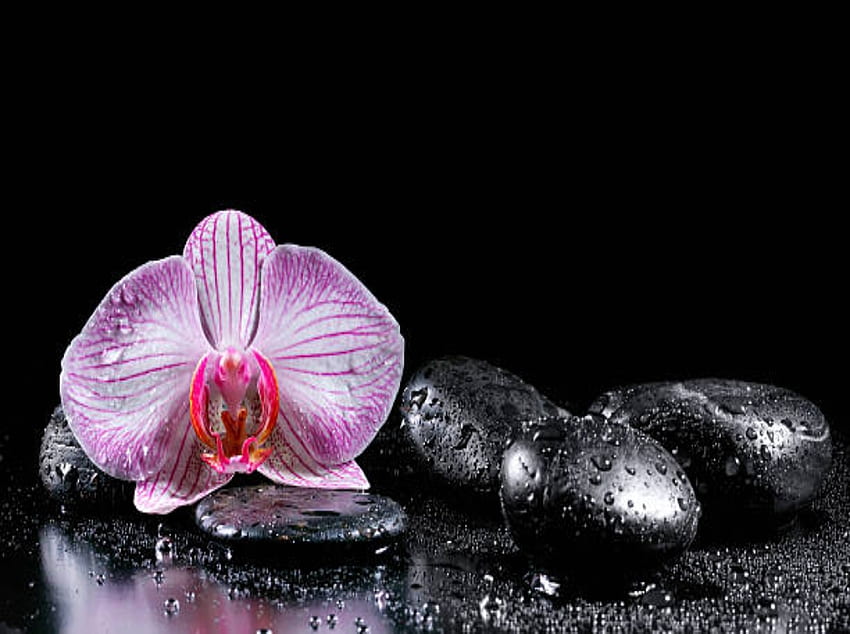 Zen stones and orchid, Massage, Ayurveda, Stones, Spa HD wallpaper
