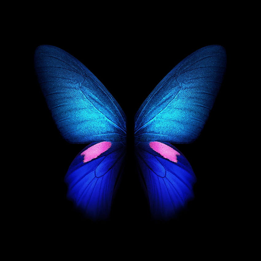 Butterfly Samsung, Fall Butterfly HD phone wallpaper | Pxfuel