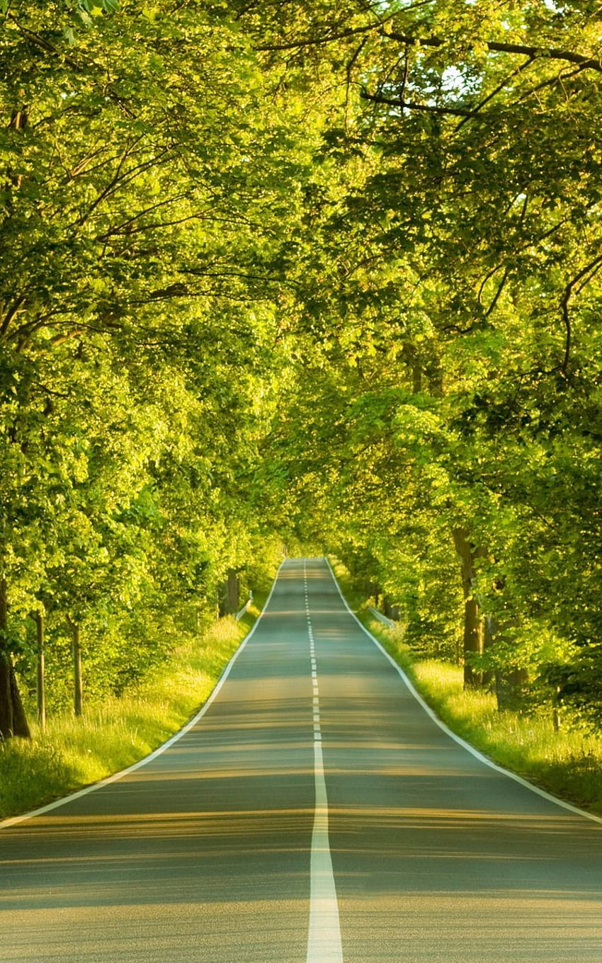Droga, znakowanie, zielenie, lato, drzewa Samsung Galaxy Note GT N7000, Meizu Mx2 tło Tapeta na telefon HD