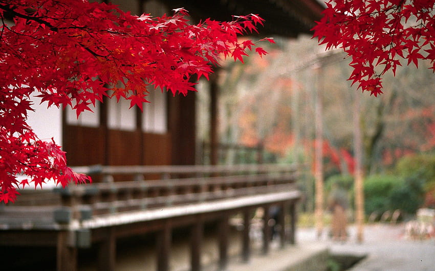 Autumn In Japan . Beautiful HD wallpaper | Pxfuel