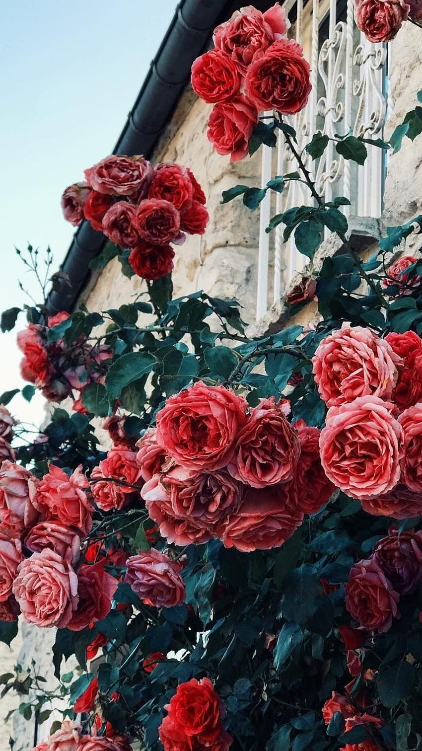 Flowers Aesthetic, Red, Rose HD phone wallpaper | Pxfuel