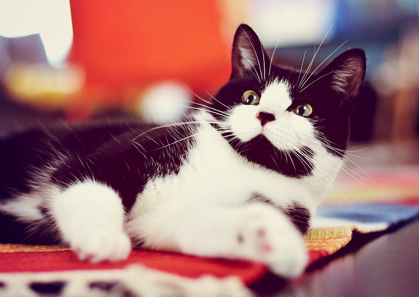 Cat, animal, kitty, paw HD wallpaper
