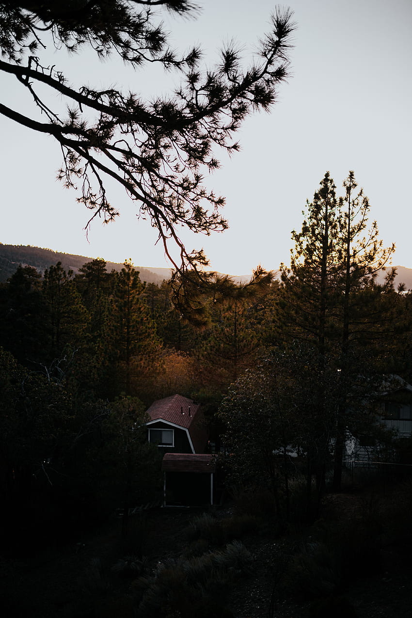 自然, 木, 上からの眺め, 森林, 家 HD電話の壁紙
