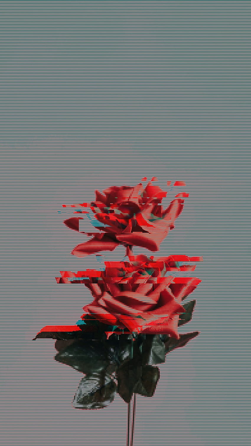 Red rose with glitch effect mobile HD phone wallpaper