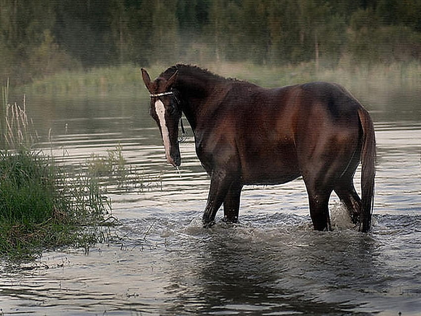 Staying cool, horse, stallion, wading in water, grass, white blaze, beauty, brown and black HD wallpaper