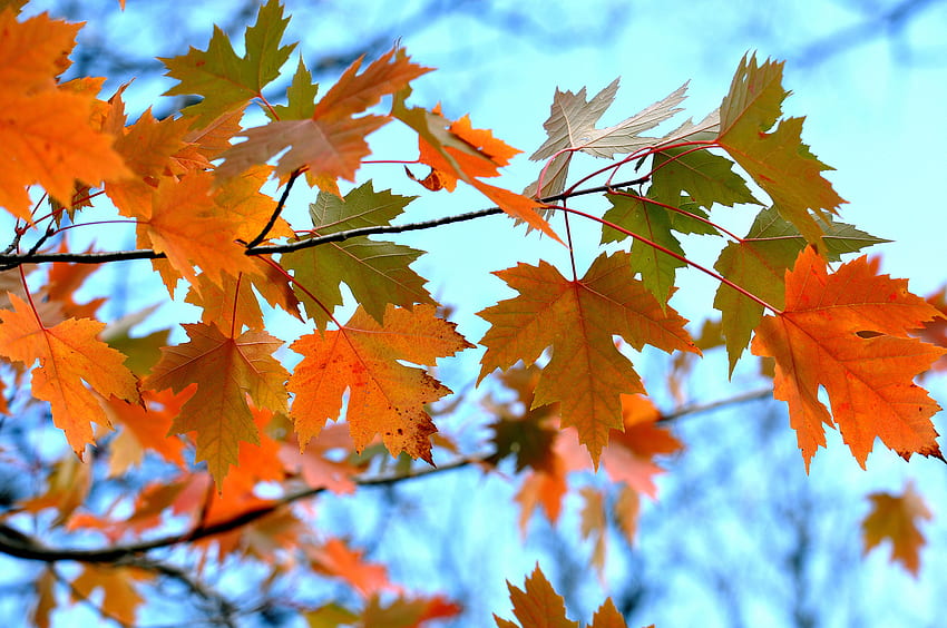 Nature, Leaves, Branches, Maple HD wallpaper