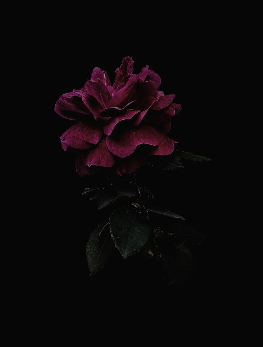 Dark Flower - , Yarasa üzerinde Koyu Çiçek Arka Planı, Koyu Estetik ...