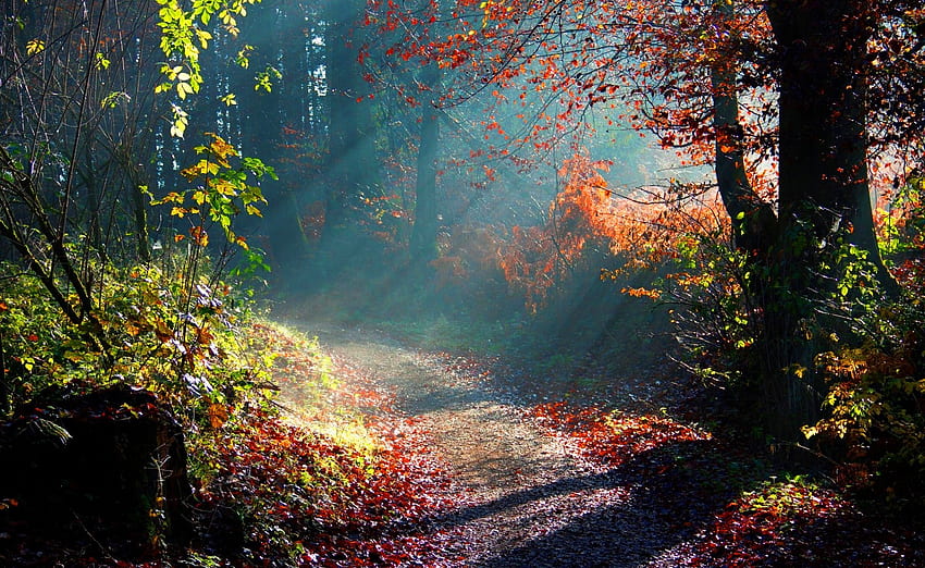 Есенна светлина, страхотно, цветове, хубав, фон, пейзаж, ярко, дървета, спокойствие, гори, панорама, слънчеви лъчи, многоцветен, сенки, листа, светлина, зелено, компютър, природа, стволове, паисаж, слънчево, графика, сутрин, земя, красота, ден, корени, брилянтен, , paysage, сцена, пътека, килим, пейзажи, яркост, гора, растения, лекота, , цена, компютър, слънчеви лъчи, пътека, магически, сценарий, мечти, кестеняво, beije, гори, cenario, изглед, листо, , горичка, цветен, син, естествен, висока разделителна способност, , цветове, ранен, кафяв, есен, невероятно, път, слънце, пътека, магия, красив, оранжев, сезони, , многоцветен, сиво, слънчеви лъчи, хоп, червено, прохладно, облаци, клони, пейсагем, небе HD тапет