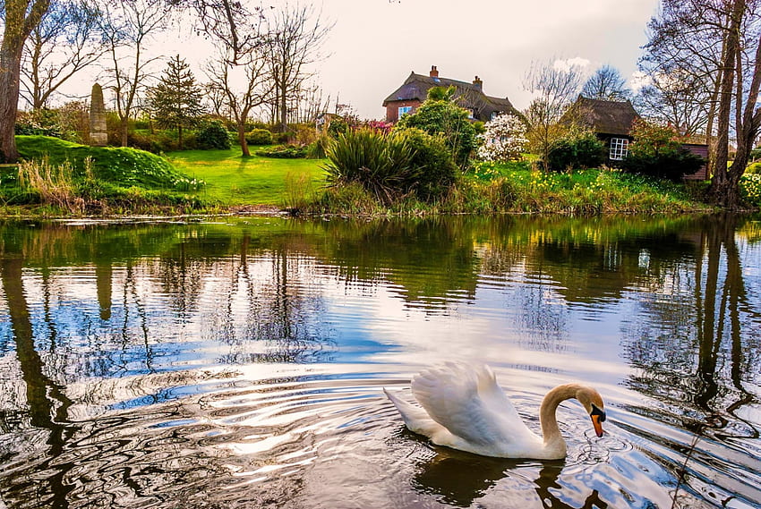 The Swan, The River And The Spring Cottage, river, meadows, beautiful, shrubs, spring, trees, flowers, swan, cottage, water HD wallpaper