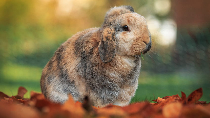 กระต่ายสีน้ำตาลอ่อนสีดำสีขาวยืนอยู่บนใบไม้แห้งในกระต่ายพื้นหลังเบลอโบเก้ วอลล์เปเปอร์ HD