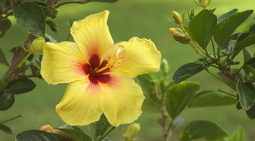 ดอกไม้ ใบไม้ ธรรมชาติ สีเหลือง วอลล์เปเปอร์ HD