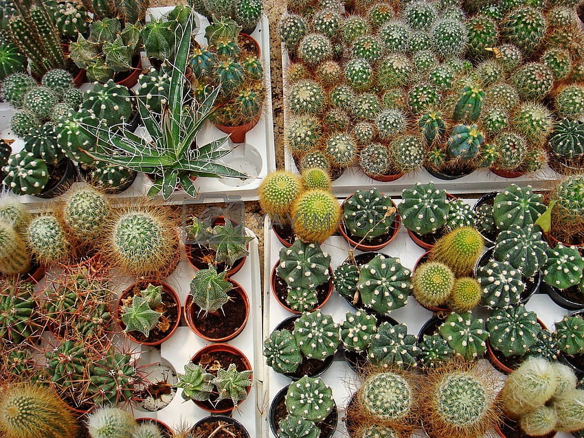 Colección diferente de cactus en de invernadero vintage albanés Stock de regalías. Stock, realeza, vectores, material de archivo fondo de pantalla