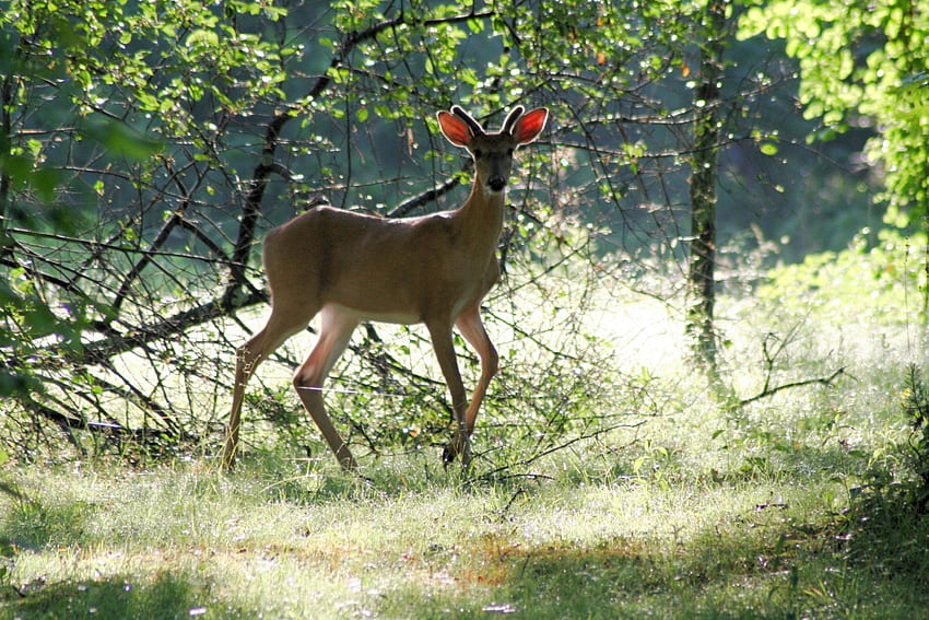young buck, deer, young, nature, buck, wild, forest HD wallpaper