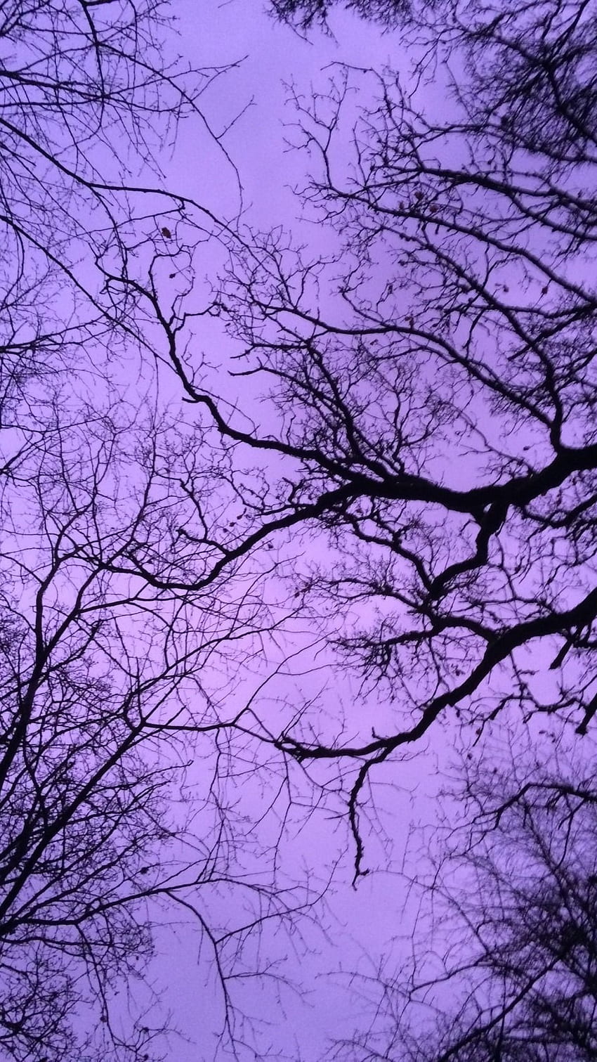 Purple Aesthetic, Nature HD phone wallpaper