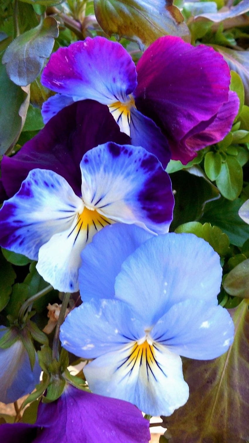 Pansy, Blue HD phone wallpaper | Pxfuel