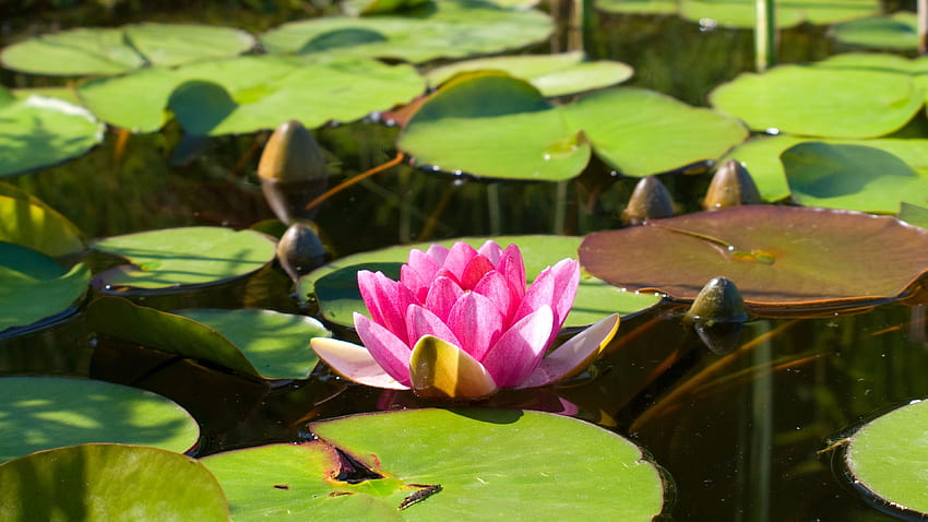Pink water lily, lotus, pond, water, leaves . flowers HD wallpaper