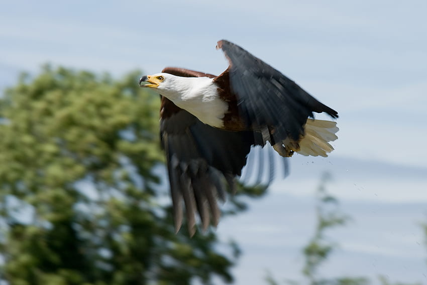 Afrikanischer Fischadler im Flug, Afrikaner, Fischadler, Vogel, Adler HD-Hintergrundbild