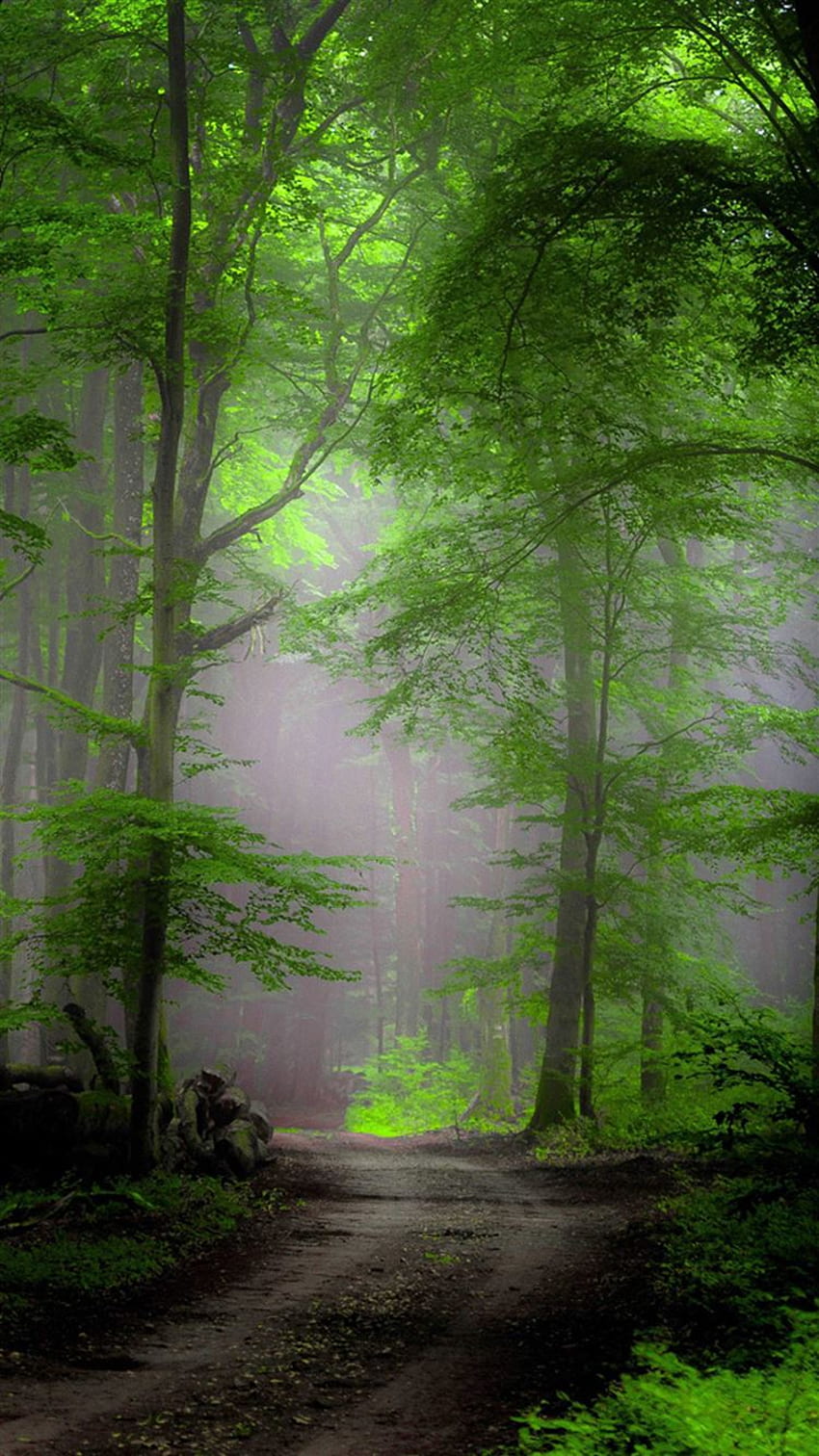 Morgennebel im Wald iPhone 8 HD-Handy-Hintergrundbild