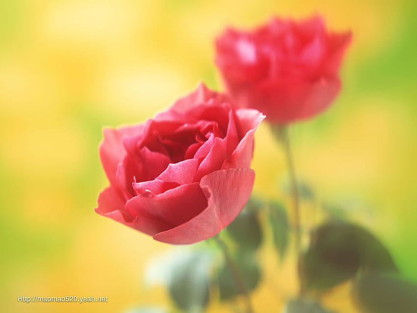 Kelopak Mawar, merah muda, batang, daun, mawar, hijau kuning, bunga, musim semi, potong Wallpaper HD