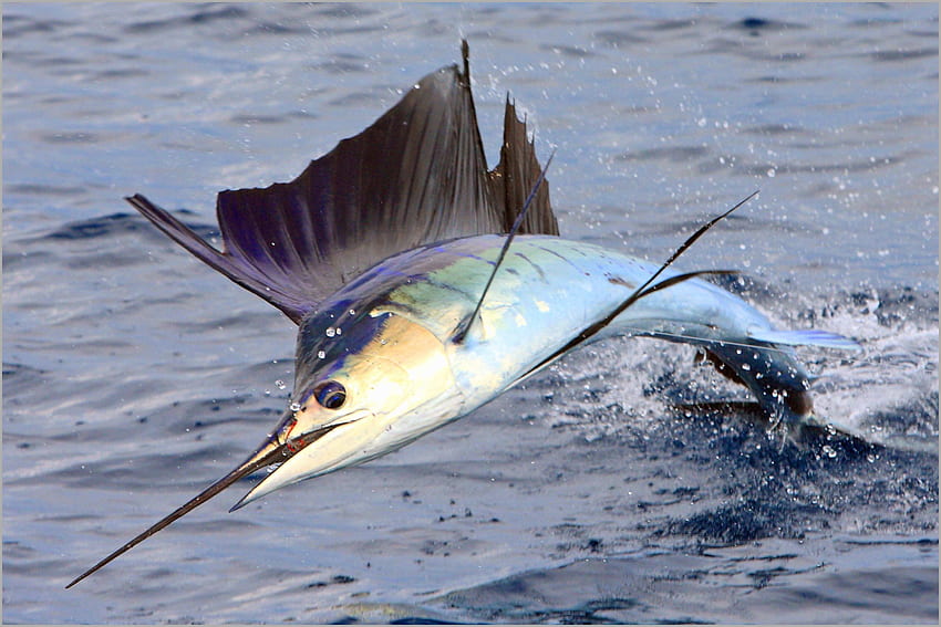 Fly Fishing Border Prettier Fishing Fish - Sailfish Fish - & Background, Sport Fishing HD wallpaper