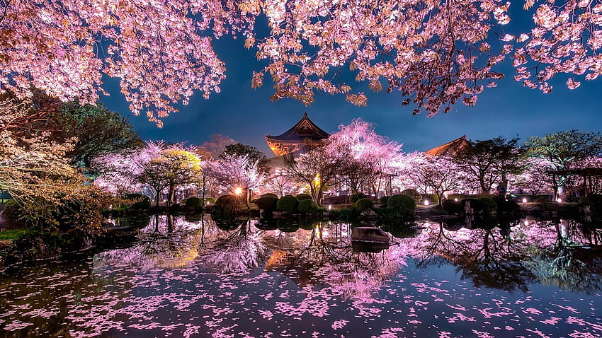 Cherry Blossom, temple, japan, scene, spring, water, evening HD wallpaper