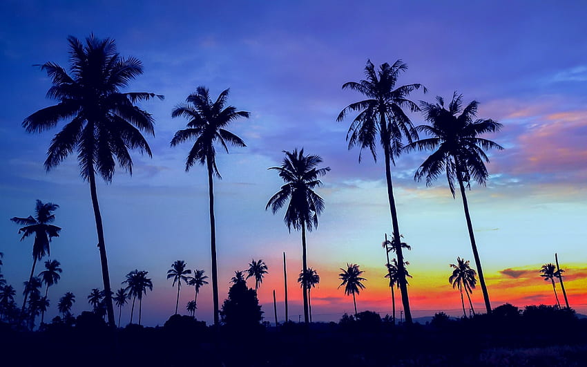 Palm trees, blue, black, summer, palm tree, pink, sky, vara, silhouette, sunset HD wallpaper