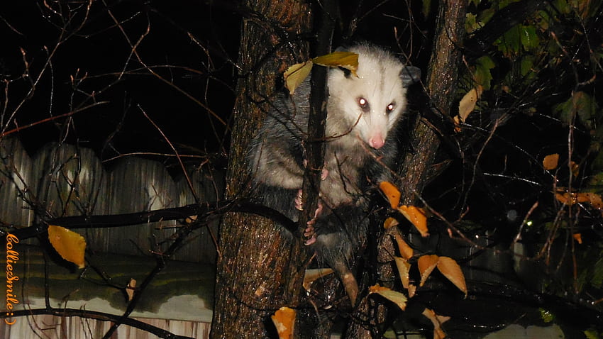 Awesome Autumn Possum, pouched mammal, animal, rain, marsupial, rainy, Virginia opossum, tree, opossums, leaves, fence, branches, possums, possum, twigs HD wallpaper