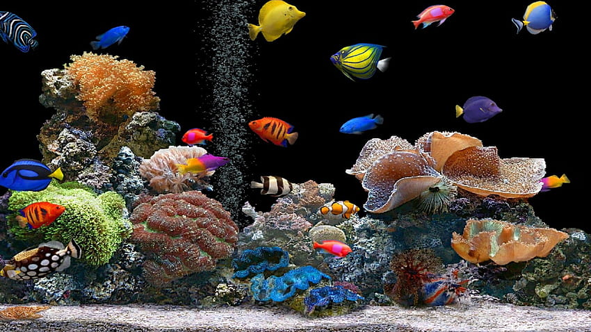 Live-Fisch-Aquarium 3D Aquarium 3D, Ultra-Aquarium HD-Hintergrundbild