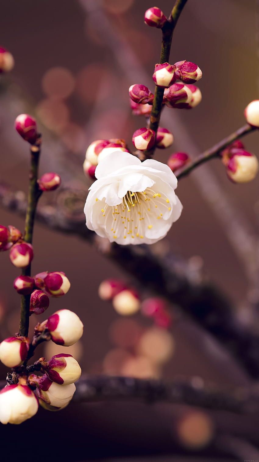 Apricot Flower Bud Spring Nature Twigs Tree, Vertical Flower HD phone wallpaper