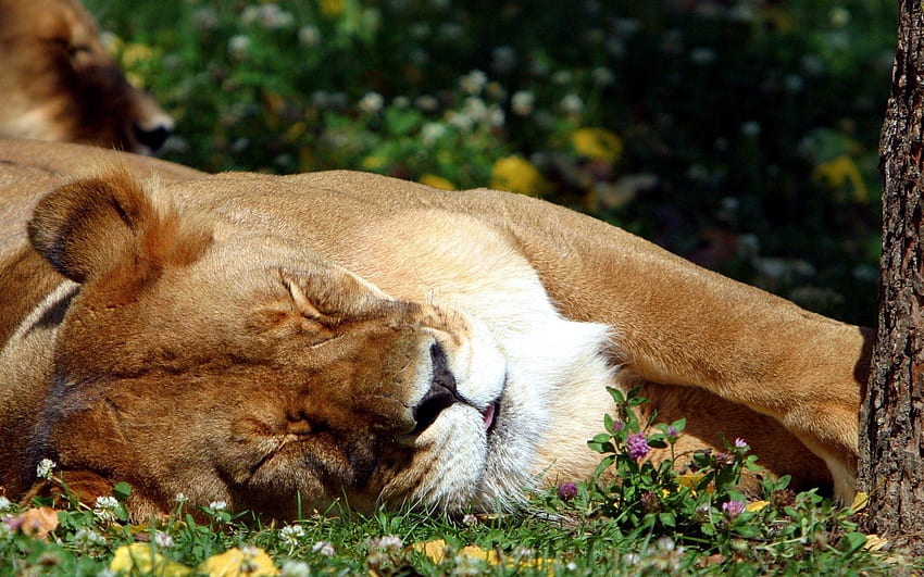 Animals, Grass, Lion, Predator, Big Cat, Dream, Sleep HD wallpaper