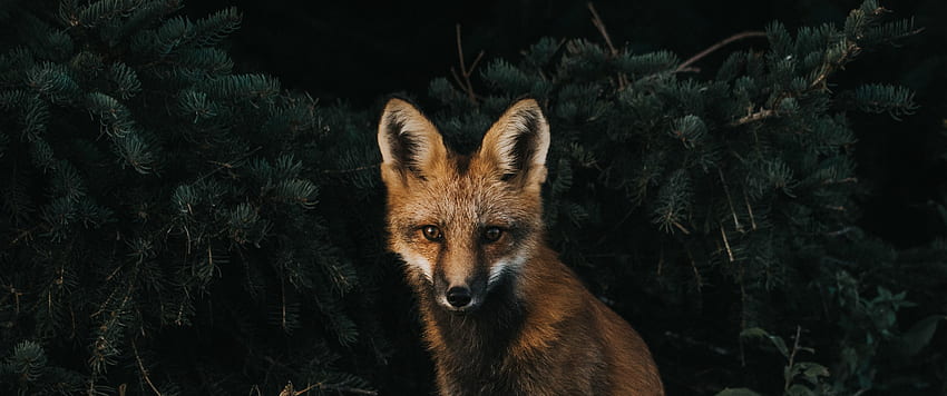 Dark Fox , Black and Red Fox HD wallpaper