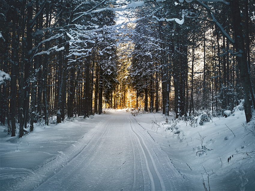 Zima, natura, drzewa, śnieg, droga Tapeta HD