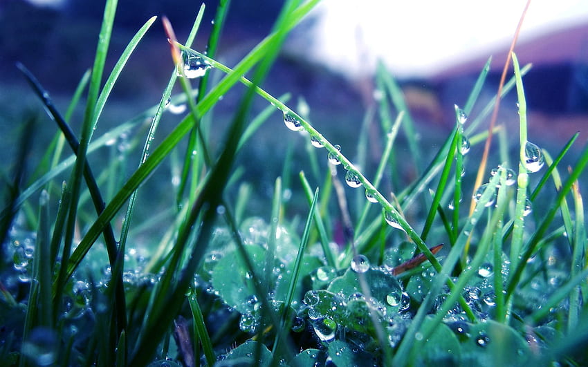 Grass, Drops, Macro, Light, Light Coloured, Morning, Dew HD wallpaper