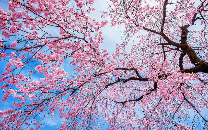 봄, 블루, 핑크, 사쿠라, 꽃, primavara, dky, bloom HD 월페이퍼