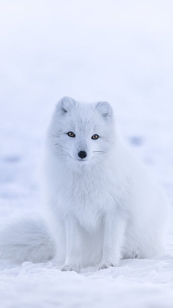 Arctic Ramen Fox