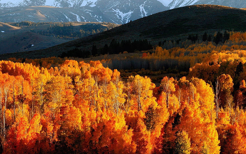 Природа, Дървета, Планини, Есен, Злато, Блясък, Светлина, Хълмове, Октомври, Склонове HD тапет