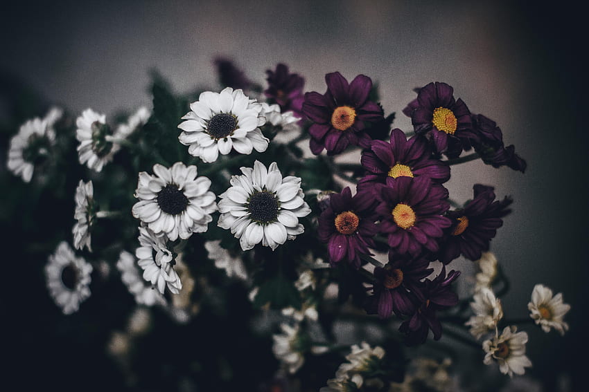 Blumen, Blumenstrauß, Komposition HD-Hintergrundbild