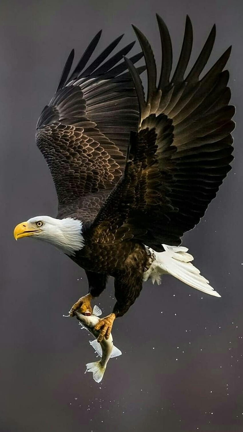 Adler, Vogel, Adler HD-Handy-Hintergrundbild