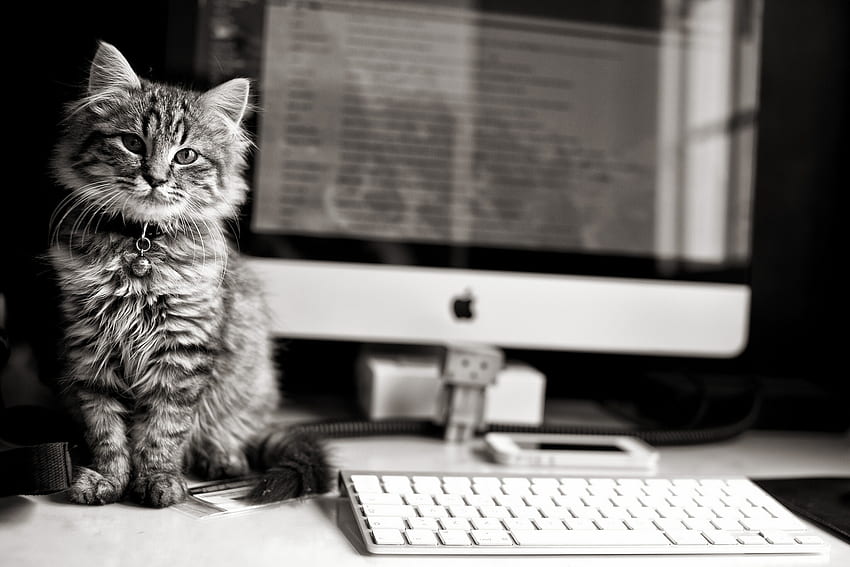 Kitten, animal, white, black, pc, calculator, bw, cute, cat, pisica HD wallpaper